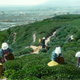 Illustration for article titled Hand-Colored Photos Turn Early 20th Century Japan Into A Dream World